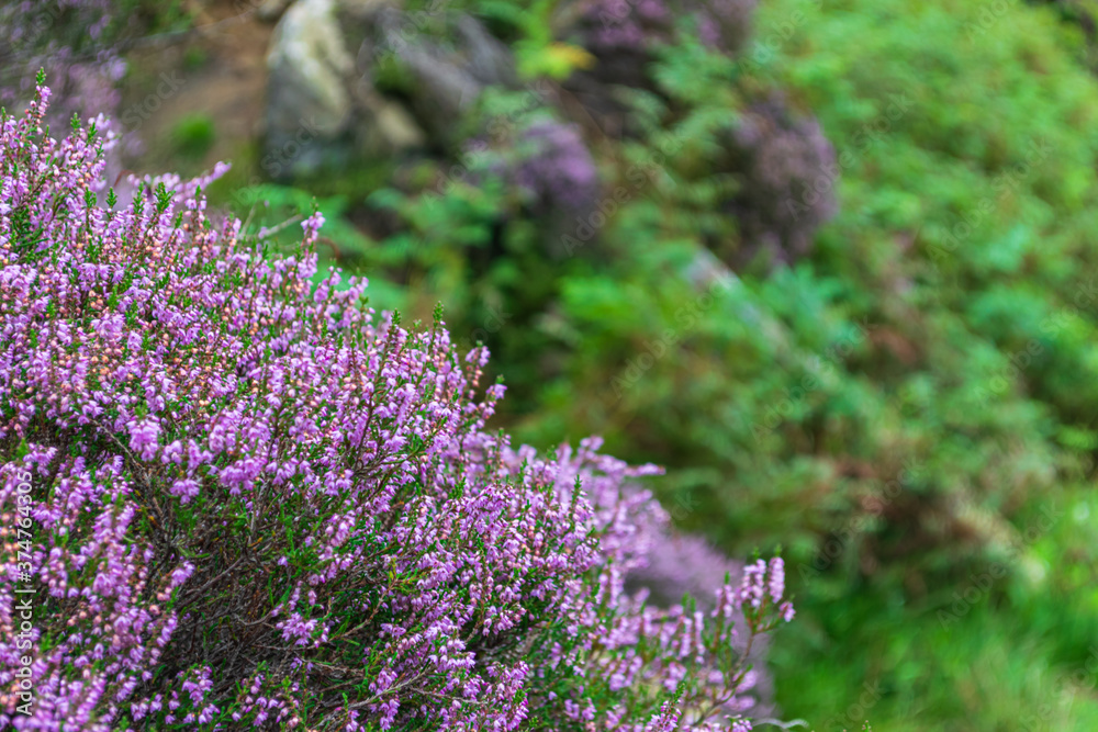 Obraz premium Heather in Bloom