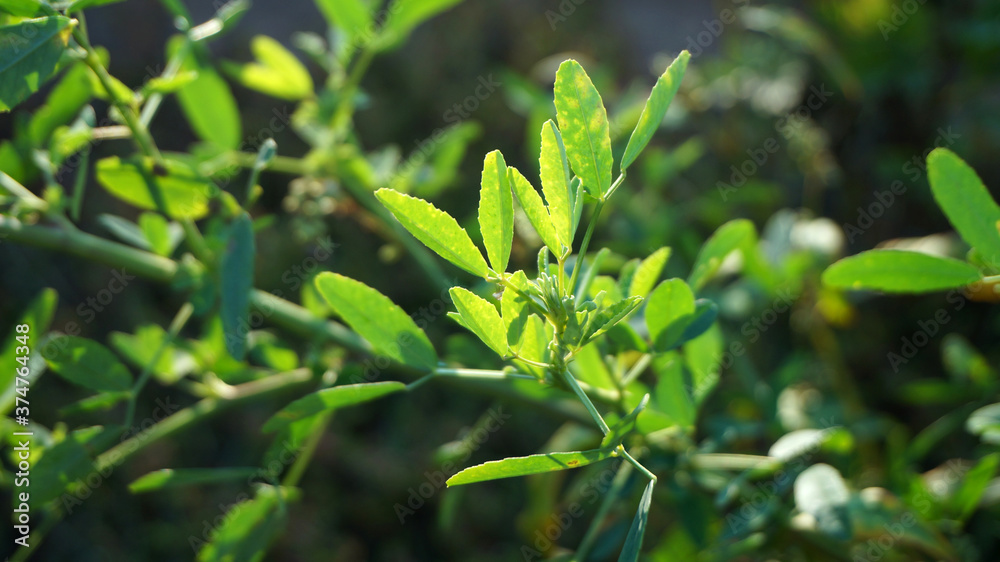 Close-up branch with small green leaves.