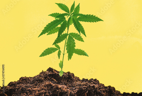 Foto Young medical Cannabis plant close in coco coir soil