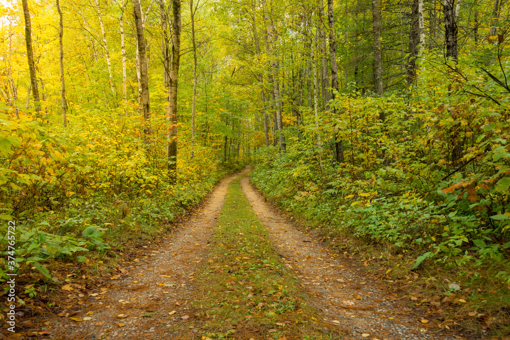 Fototapeta premium road in the forest with natural light shining