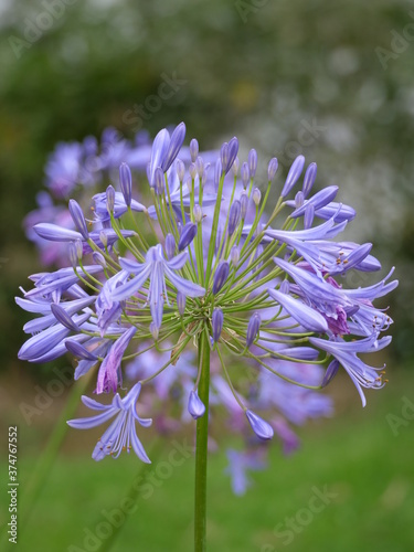 Natur Blumen Garten Park Schönheit