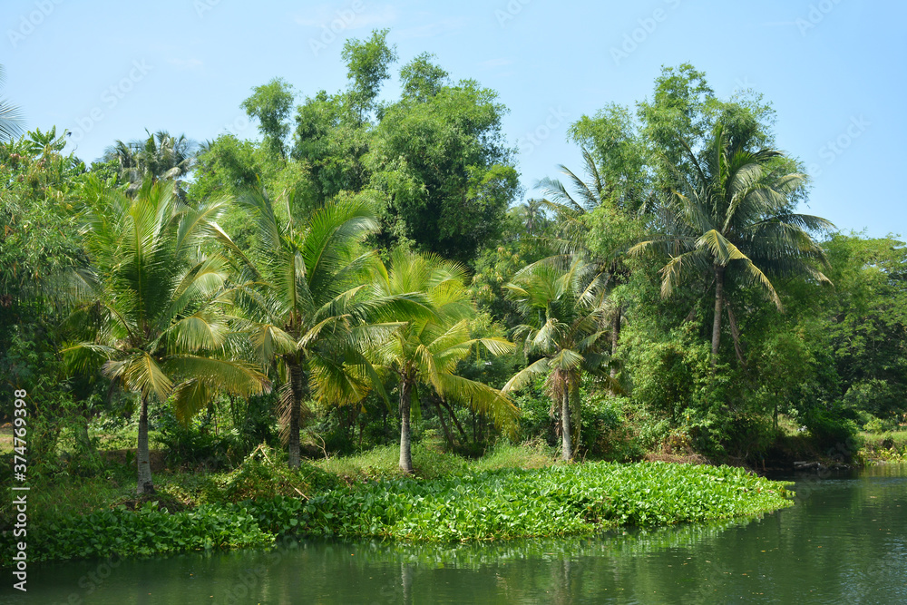 Obraz premium Farm with trees green leaves and river water during daytime