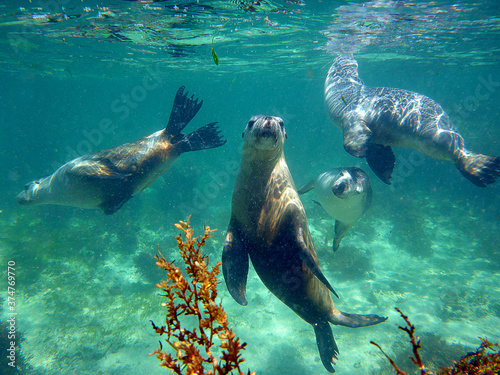 Sea lions underwater looking at you photo