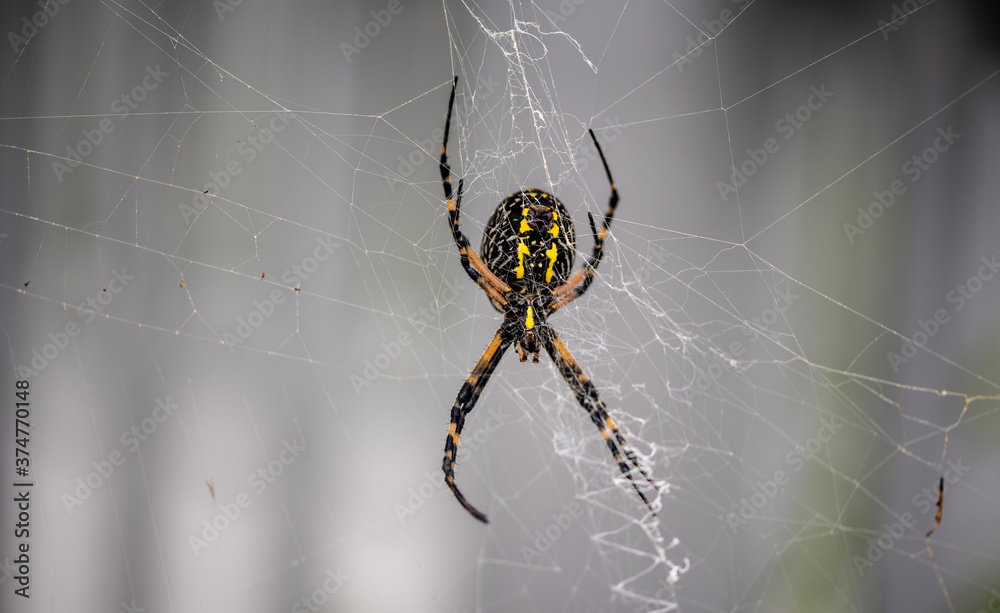 Pretty Spider Pretty Spider