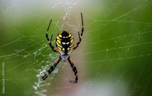 Pretty Spider