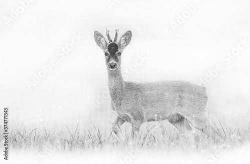 Roe deer young buck( Capreolus capreolus ) - sketch