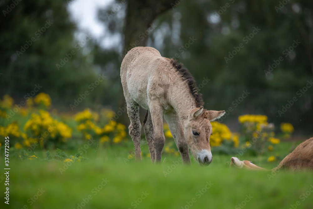 Przewalski's horse foal, Equus ferus przewalskii, close up feeding on grass with woodland background.