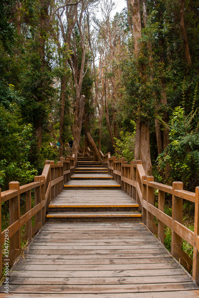 lush myrtle forest with tourist walkways in Villa La Angostura
