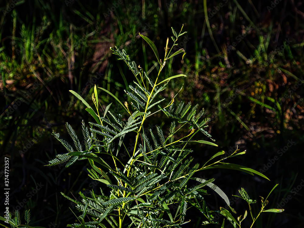 Wattle Seedlings