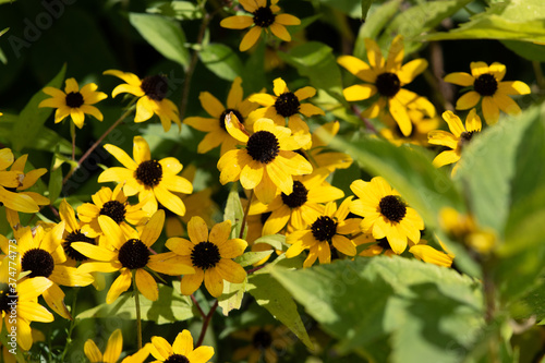 Yellow daisies photo