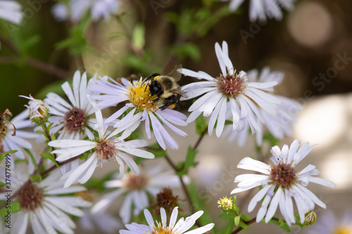 Bumblee bee on daisies