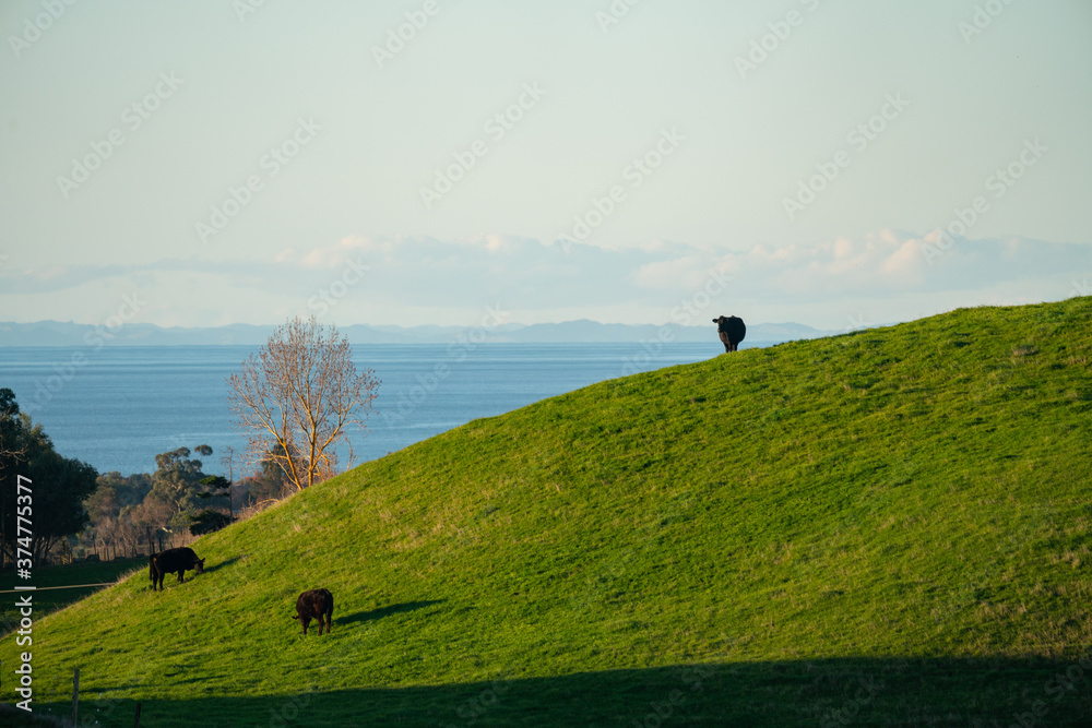 A cow on top of a hill in New Zealand looking out to the coast in Napier's Hawke's Bay