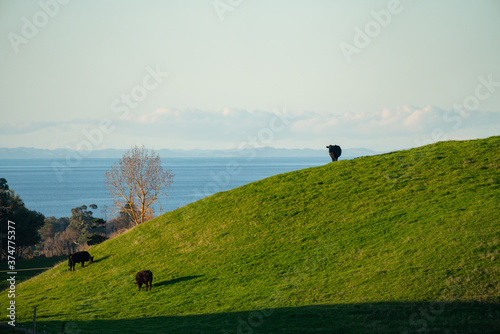 Obraz na płótnie A cow on top of a hill in New Zealand looking out to the coast in Napier's Hawke's Bay w salonie