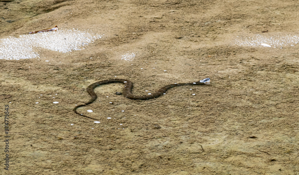 Fototapeta premium Snake in the water