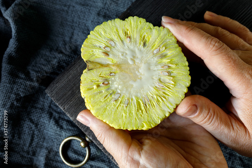 Osage Oranges Maclura pomifera in a women's hands. ut in half. Maclura use in alternative medicine. photo