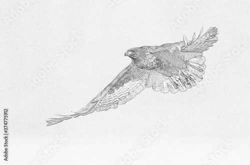 Common buzzard ( Buteo buteo ) - sketch