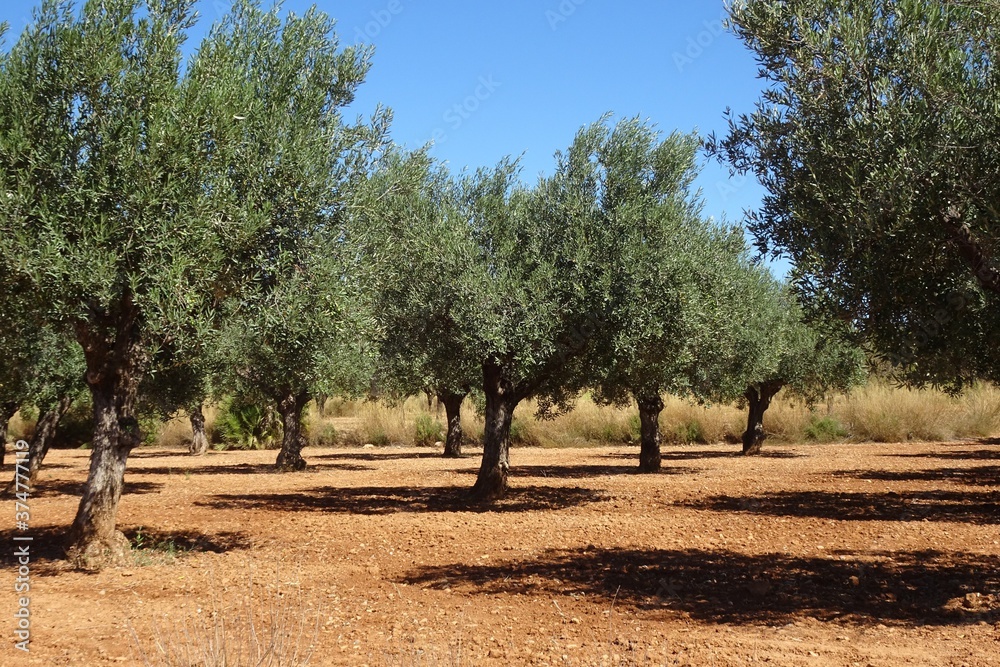 Fototapeta premium Olive Tree Grove in Spain