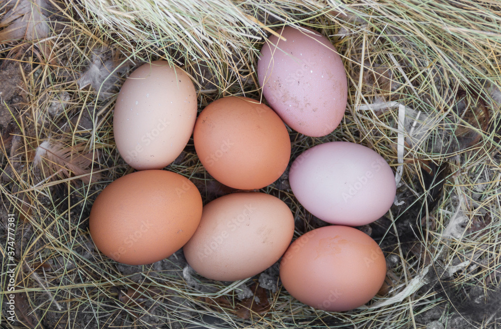 nest of chicken eggs in the chicken coop on the farm