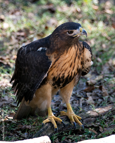 Hawk stock photo. Hawk close-up profile view perched on a tree branch displaying brown feathers plumage, head, eye, beak, tail, talons, with a blur background in its habitat and environment. Image.  ©  Aline