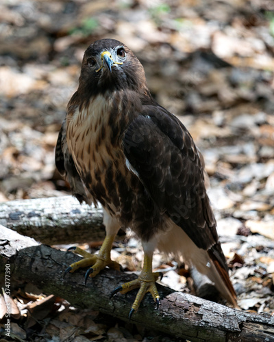 Hawk Stock Photos.  Hawk close-up profile view with blur background and foreground in its environment and habitat displaying brown feathers, beak, eye, talons. Image. Portrait. Picture. ©  Aline