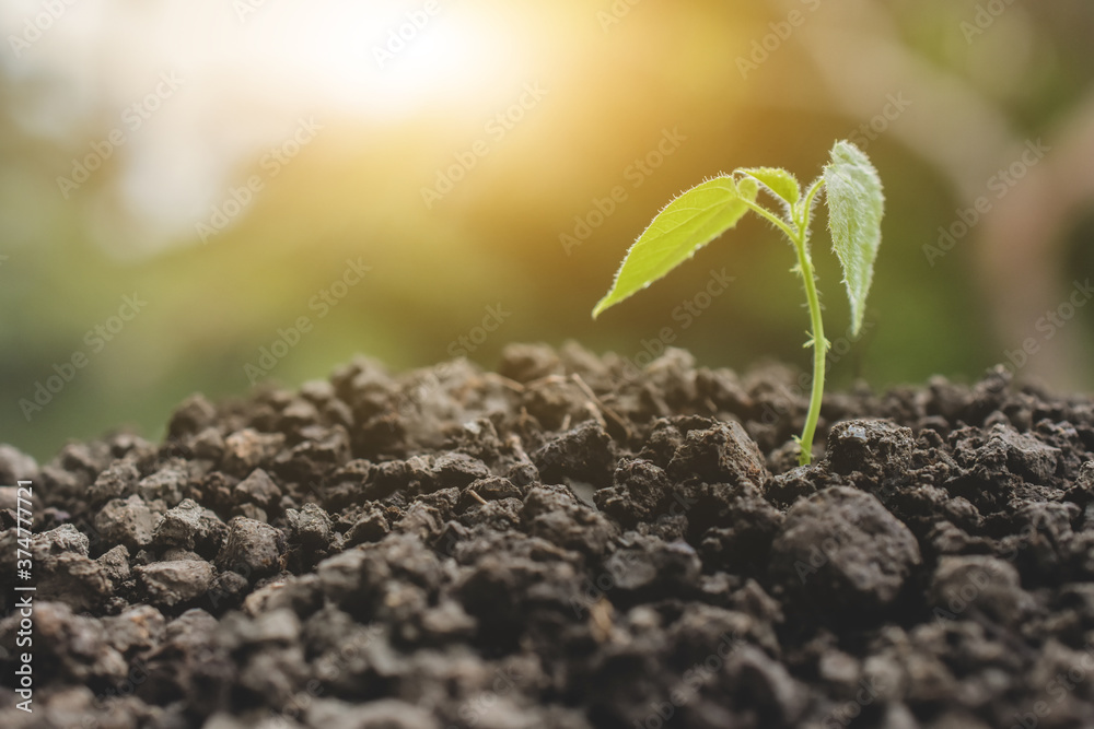 Young Plant Growing in Sunlight background,Plant seedling Young Plant Growing in Sunlight background,Plant seedling