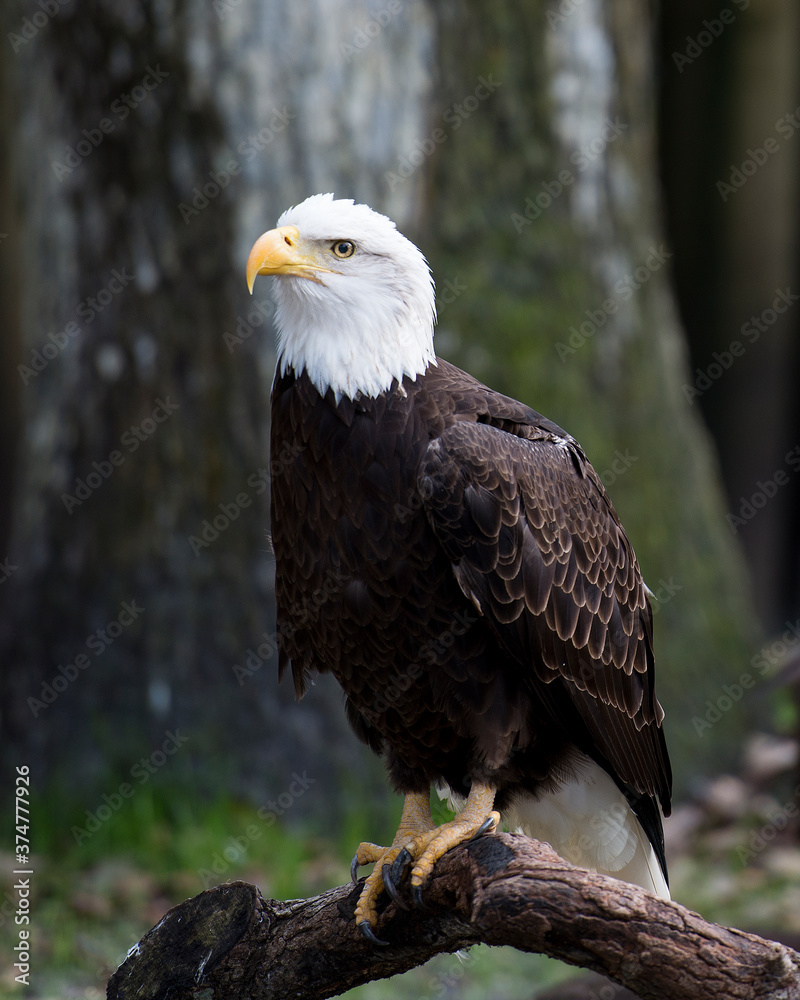 Bald Eagle Stock Photos. Eagle perched on a log displaying brown feather plumage, white head, eye, beak, talons, plumage with blur background in its habitat and environment. Image. Picture. Bald Eagle Stock Photos. Eagle perched on a log displaying brown feather plumage, white head, eye, beak, talons, plumage with blur background in its habitat and environment. Image. Picture.