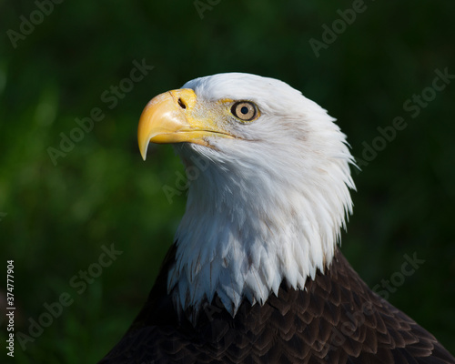 Bald Eagle Stock Photos. Head close-up profile view for a portrait displaying head, eye, beak, white crown with a blur background in its environment and habitat. Portrait. Image. Photo. Picture.