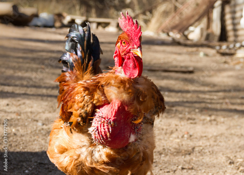 portrait of the naked neck rooster in the poultry house photo