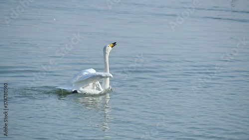 A whooper swan waving wings, singing, happily swimming to another swan