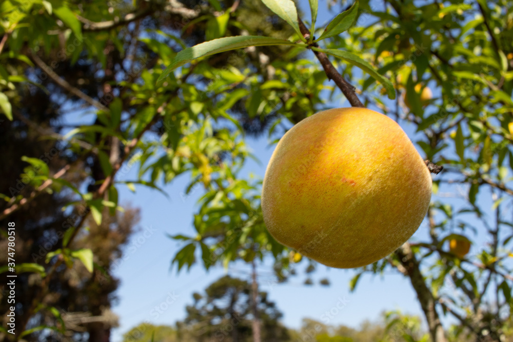 Peach tree with organic peach fruit. In the background the leaves of the tree and blue sky