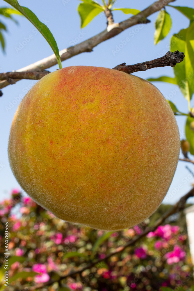 Peach tree with organic peach fruit. In the background the leaves of the tree and blue sky Peach tree with organic peach fruit. In the background the leaves of the tree and blue sky
