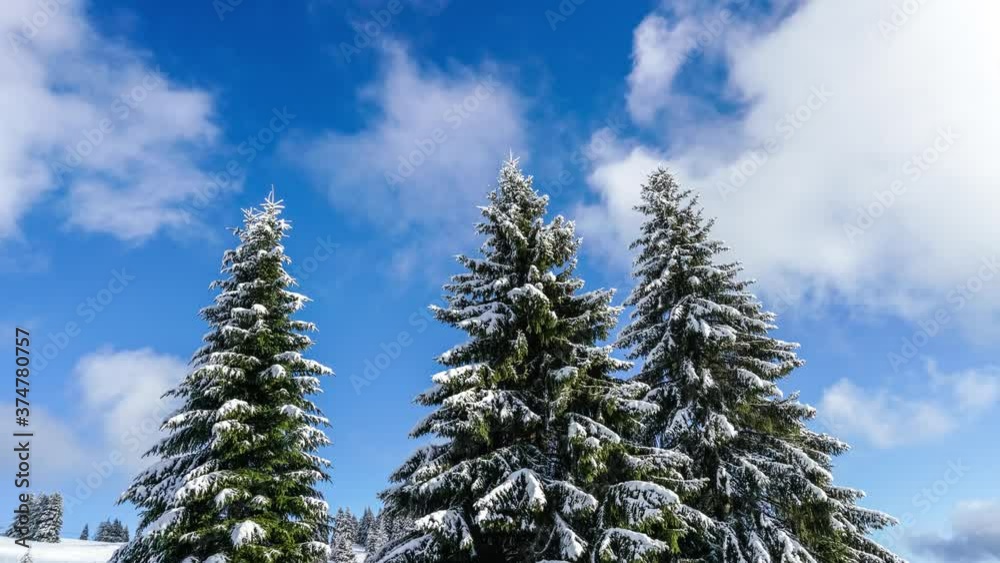 Low angle view of snow-covered pine trees under blue sky and white clouds