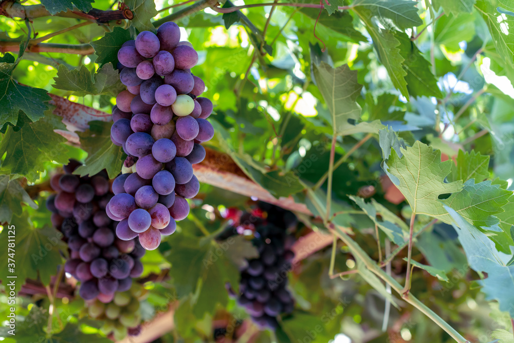 Grapes hanging on a grape vine, close-up Grapes hanging on a grape vine, close-up