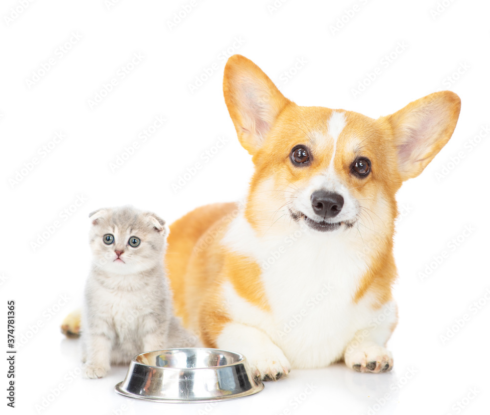 A corgi dog and a small gray British kitten stand near the dog's empty bowl and look at the camera. Isolated on white background A corgi dog and a small gray British kitten stand near the dog's empty bowl and look at the camera. Isolated on white background