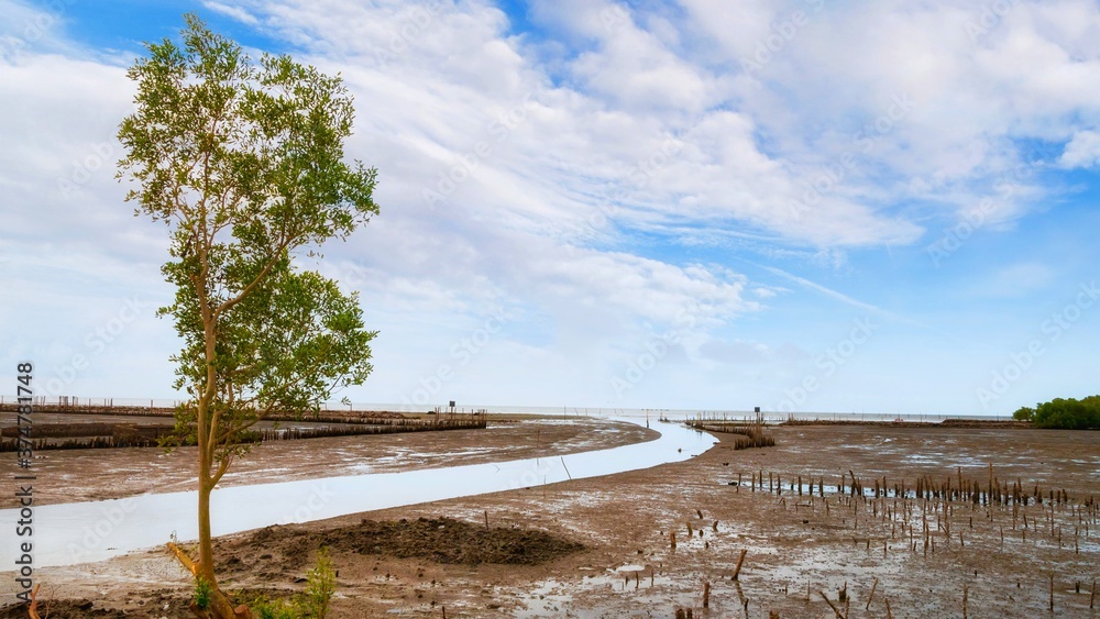 photo of tree Mangroves and intertidal zone. intertidal zone with beautiful sky photo of tree Mangroves and intertidal zone. intertidal zone with beautiful sky