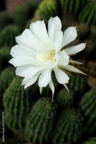 Beautiful white flowers of cactus