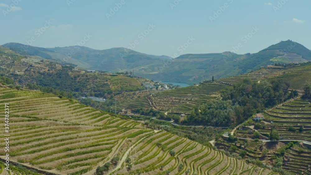 A beautiful landscape of Wine Plantations A beautiful landscape of Wine Plantations