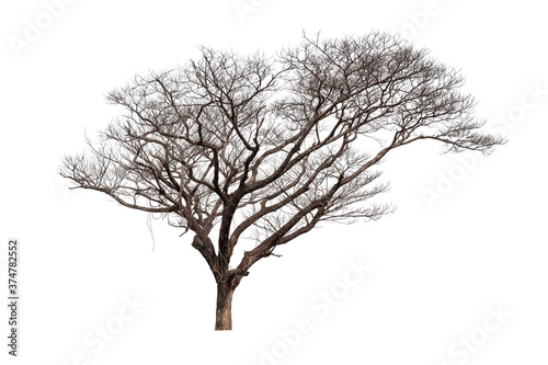 Dead Trees isolated on white background, tropical trees isolated used for design, File contains with clipping path so easy to work.