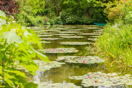 Water lily pond photo