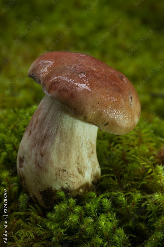 Boletus edulis - Delicious Wild Food Boletus edulis - Delicious Wild Food