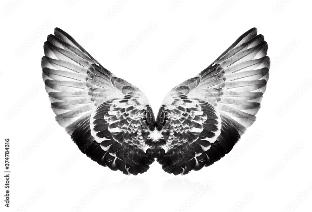 Obraz premium Wings on white background