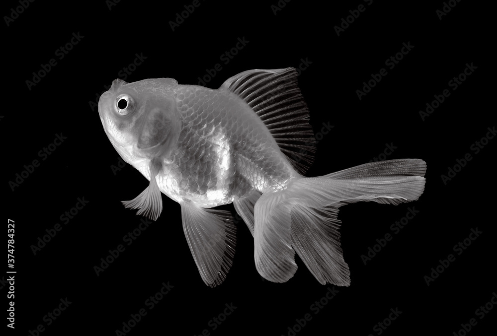white gold fish on black background