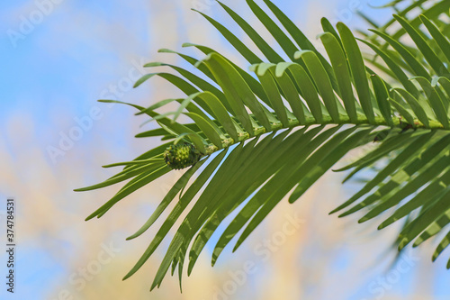 The endangered wollemi pine tree is a living fossil, a protected species from New South Wales, Australia from the jurassic period. Conservationists fought to save these trees from bushfires in 2020.