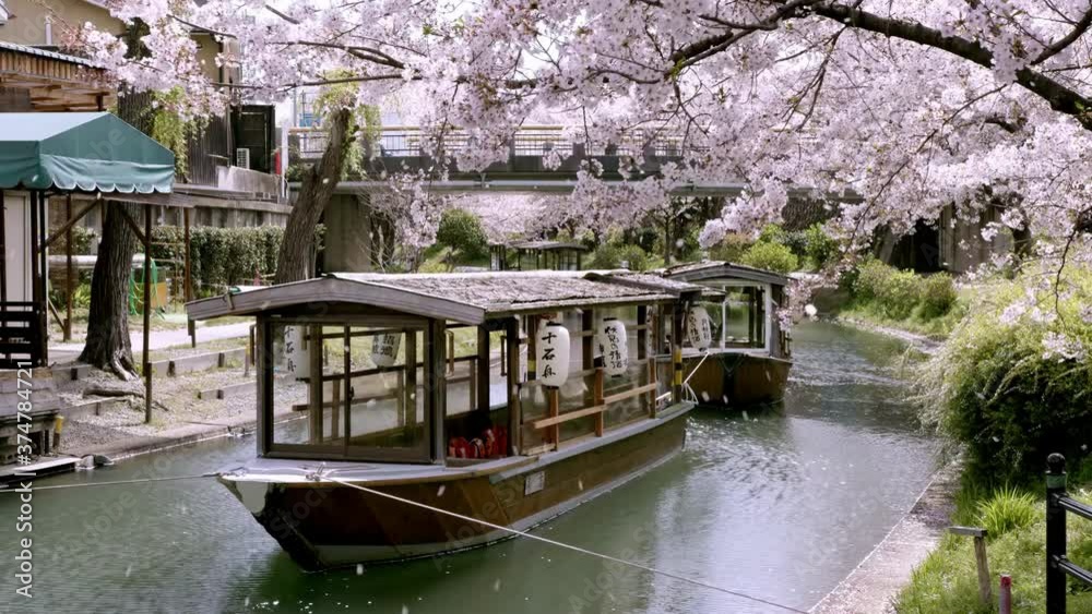 Cherry Blossom Falling Petals with boat on river