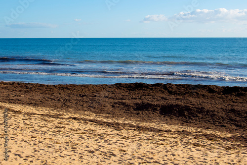 The high tide from Indian Ocean waves breaking near the shore at Ocean Beach Bunbury Western Australia has brought in piles of brown seaweed on a fine afternoon in winter creating a scenic seascape .