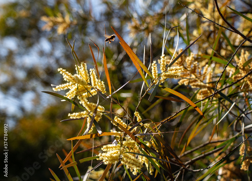 Acacia doratoxylon or 'currawang' is an Australian native tree often used for nitrogen fixing and land rehabilitation. A prolific pollen producer, it attracts and sustains moths, butterflies & insects