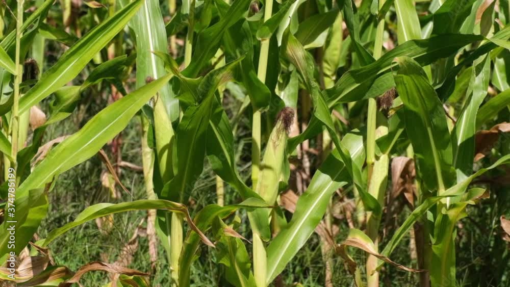 Close up corn growing in the field in summer, swaying in the breeze. Slow motion. Close up corn growing in the field in summer, swaying in the breeze. Slow motion.
