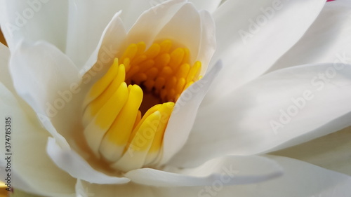 close up of a white flower