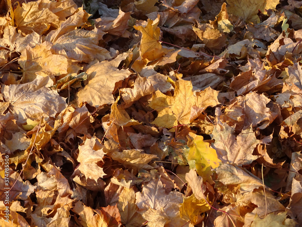 carpet of autumn yellow orange red fallen maple leaves carpet of autumn yellow orange red fallen maple leaves