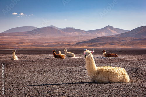 Llamas on the mountains. Andean landscape in Bolivia.